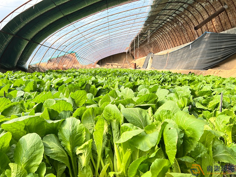 大棚蔬菜如何選擇的安防監(jiān)控設(shè)備？